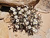 The Maguire daisy (Erigeron maguirei)