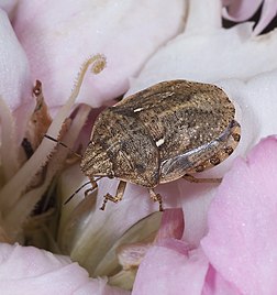 Percevejo-cágado (Eurygaster maura) sobre um craveiro em Fronton, Alto Garona, França (definição 2 796 × 2 971)