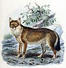 Painting of the only native mammal of the Falkland Islands, the Warrah, which went extinct in the mid-19th century