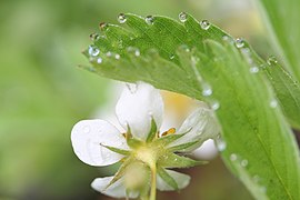 Fragaria virginiana Mill.