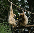 Gibbons