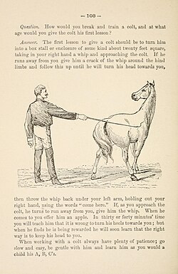 עמוד מספר הדרכה למאלפי סוסים. במרכז העמוד איור של אדם עם שוט, הניצב לצד סוס, ואוחז במושכות.