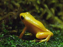 Aranybékácska (Mantella aurantiaca)