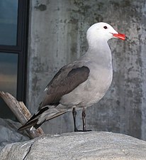 Adult Heermann's gull at the Monterey Bay Aquarium