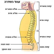 עמוד השדרה