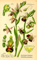 Ilustración en Flora von Deutschland, Österreich und der Schweiz, Otto Wilhelm Thomé, 1885, Gera, Alemaña.