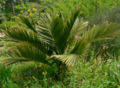 Jubaea chilensis