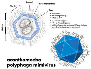 Acanthamoeba polyphaga mimivirus