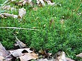 Polytrichum formosum (Polytrichaceae), Belgique