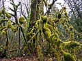 Bryophyta (région de Seattle, USA)