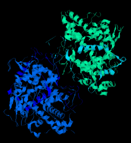 Image illustrative de l’article Myéloperoxydase