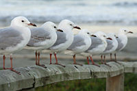 Måsar av arten Larus novaehollandiae i Nya Zeeland.