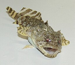 The venomous toadfish, a benthic ambush predator, blends into sandy or muddy bottoms.[21]