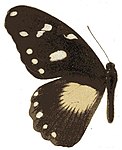 Papilio echerioides homeyeri femelle