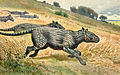 Image 33Restoration of Phenacodus (from Evolution of the horse)