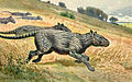 Image 17Restoration of Phenacodus (from Evolution of the horse)