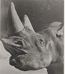 Head of rhinoceros