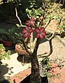 Adenium obesum