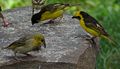 Baglafecht Weavers (black and yellow) and female Village Weaver