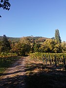 Vigneti in autunno presso Gleisweiler