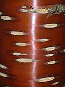 Lenticels on Prunus serrula