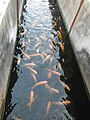 Red nile tilapia under the experiment (CLSU, Philippines.)
