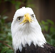 Eagle