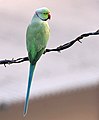 ワカケホンセイインコ Rose-ringed Parakeet 、Ring-necked Parakeet とも