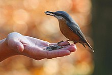 Picture of a bird in a hand