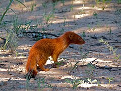 Mangouste rouge (Parc transfrontalier de Kgalagadi, Afrique du sud)