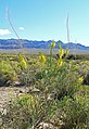 Stanleya pinnata