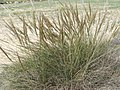 Stipa tenacissima