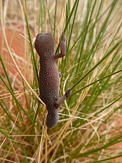 Description de l'image Strophurus elderi Jewelled gecko.JPG.