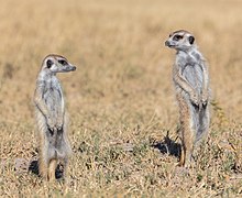 Suricates au même endroit.