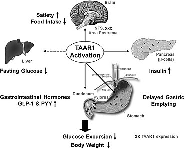 Diagram of TAAR1 organ-specific expression and function