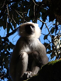 Description de l'image Tarai Grey Langur.jpg.