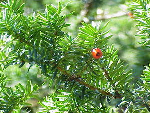 주목 Taxus cuspidata