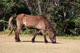 Image illustrative de l’article Tokara (cheval)