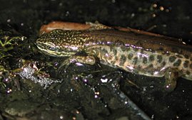 Triturus helveticus