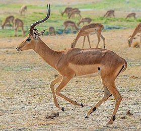 Impala macho