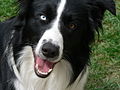 Une photograpie d'un border collie avec un 30mm (Othal)