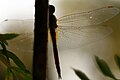 Macro shot of wings of a dragonfly .