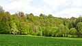 Zwettltal mit Lebensraumtyp „Schlucht- und Hangmischwälder“