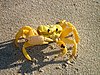 A golden ghost crab from Gnaraloo, Western Australia