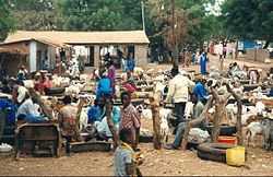 Livestock market in Abuko