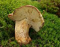 Nadelwald-Anhängsel-Röhrling Butyriboletus subappendiculatus