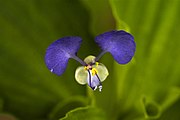 Commelina benghalensis (en) remarquez les 5 étamines 2 grands pétales supérieurs 1 pétale inférieur réduit