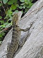 Water dragon lizard beside Kedron Brook (2021).