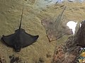A bat ray (Myliobatis californica) and a big skate (Beringraja binoculata)