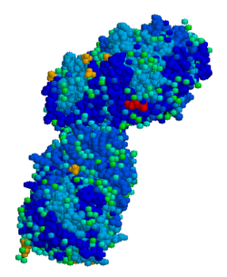 Acid beta glucosidase.png